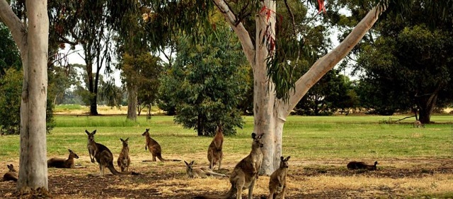 Benalla Golf Course