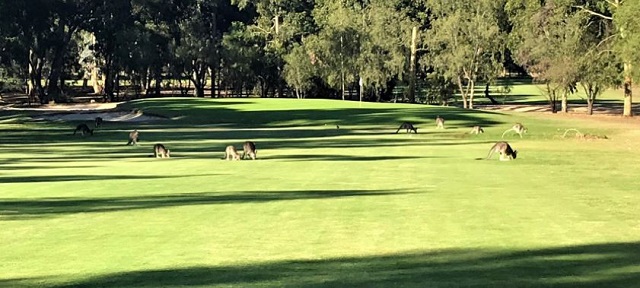 Bendigo Golf Course