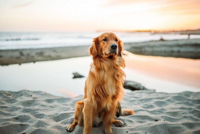 11 Best Off-Leash Dog Beaches in Melbourne