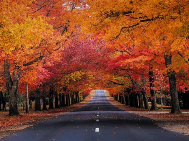 Best Places to See Autumn Leaves in Victoria