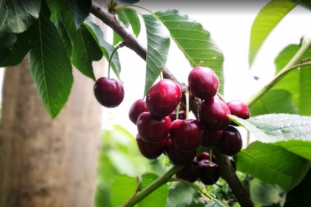 Big Fella Cherries (Coldstream)