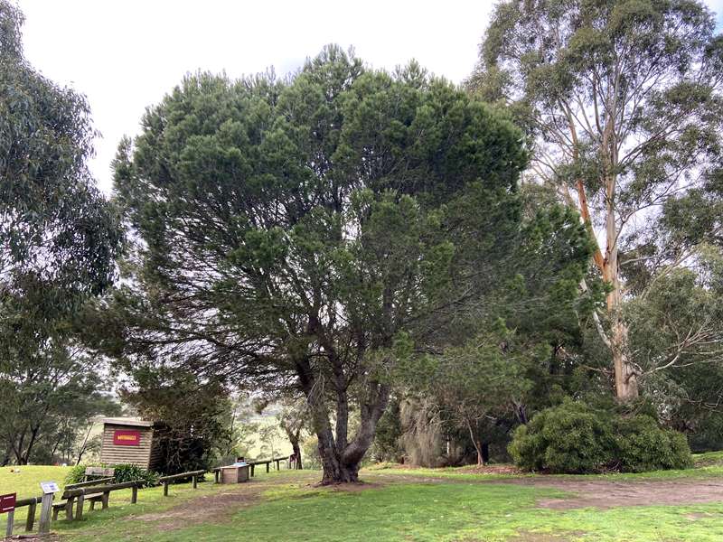 Birregurra Heritage Walk