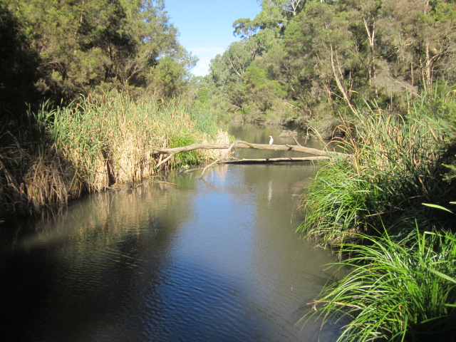 Blackburn Lake Sanctuary (Blackburn)