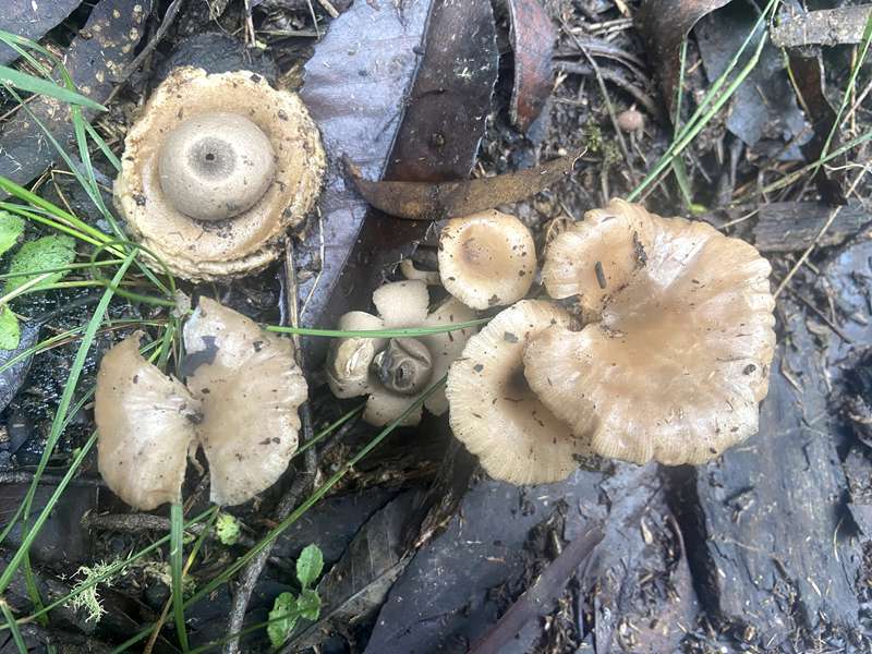 Blackwood - Lerderderg Heritage River Walk