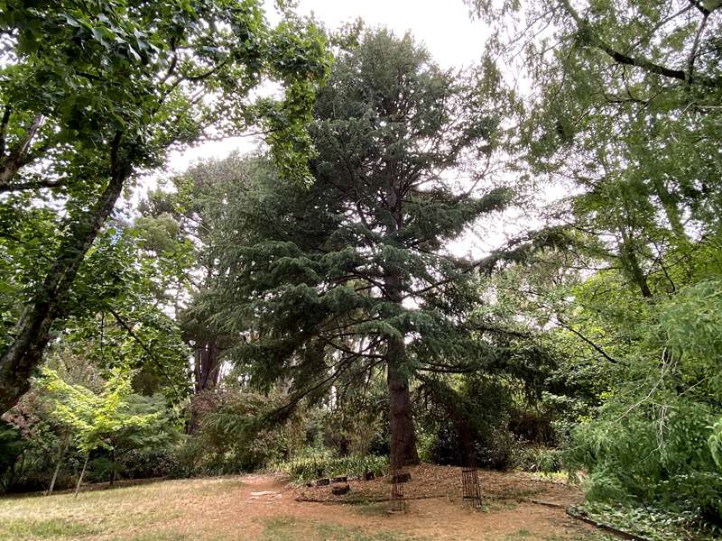 Blackwood - The Garden of St Erth