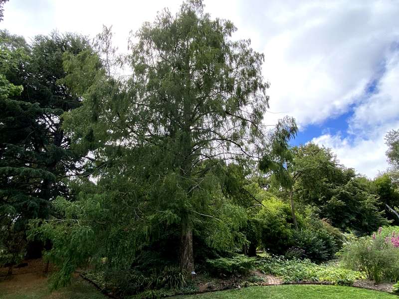 Blackwood - The Garden of St Erth