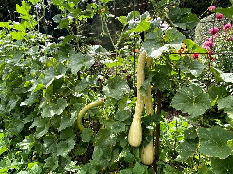 Blackwood - The Garden of St Erth