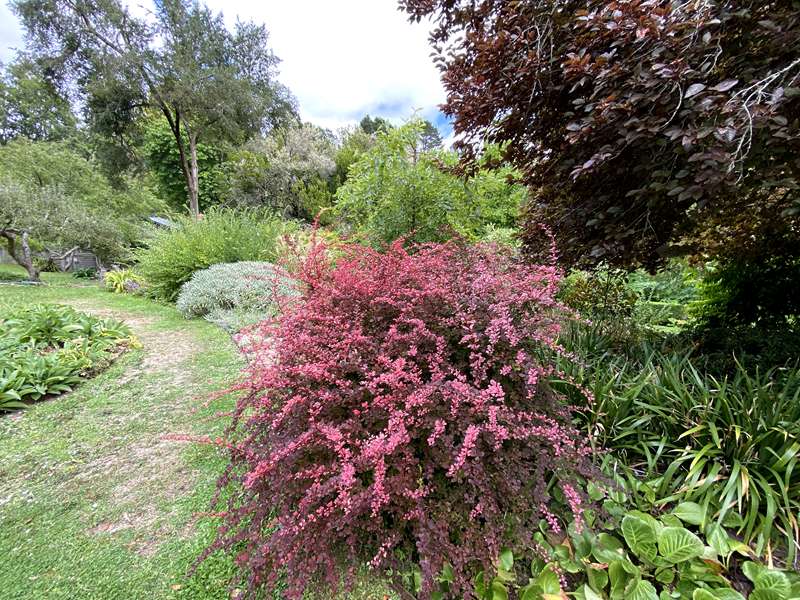 Blackwood - The Garden of St Erth