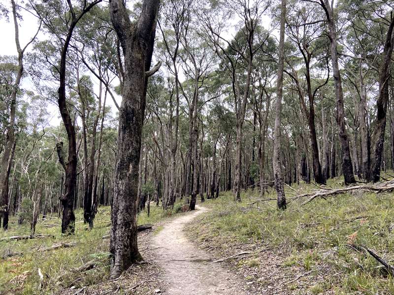 Blackwood - Whipstick Loop Walk