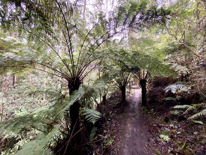 Blackwood - Whipstick Loop Walk