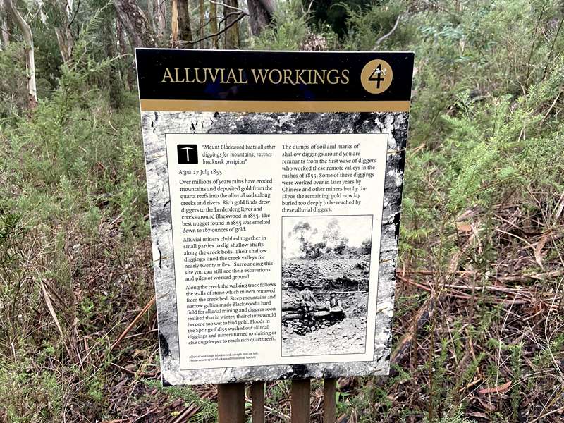 Blackwood - Whipstick Loop Walk