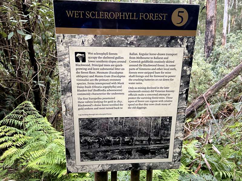 Blackwood - Whipstick Loop Walk