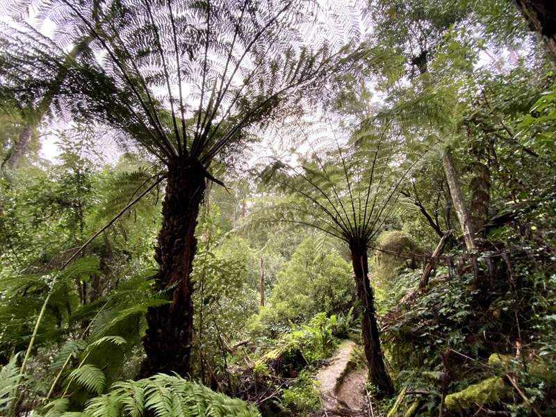 Blackwood - Whipstick Loop Walk