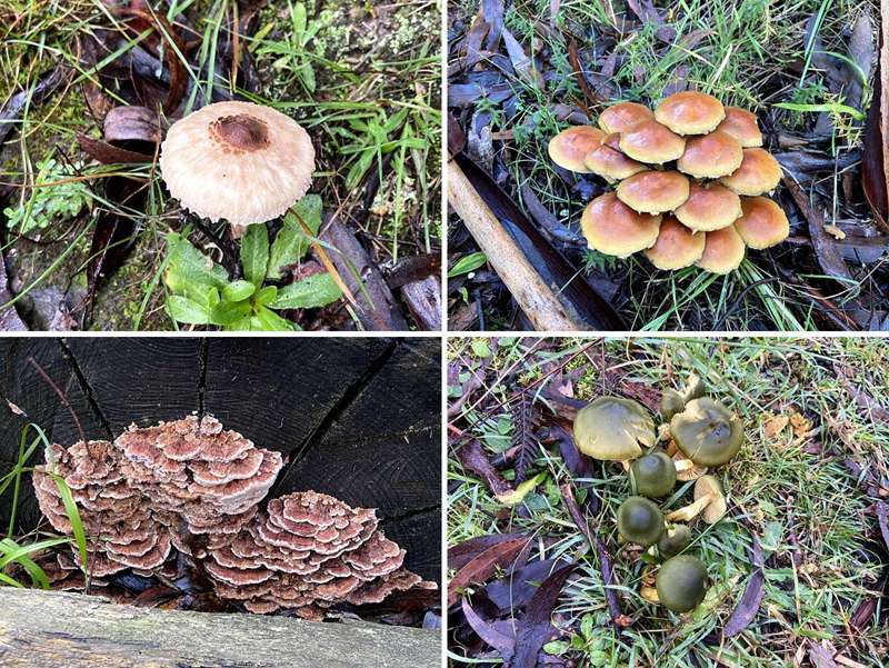Victoria's Best Fungi Walks: 25 Amazing Forest and Rainforest Walks
