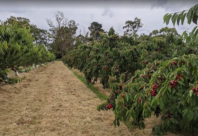 Blue Hills Berries and Cherries (Silvan)