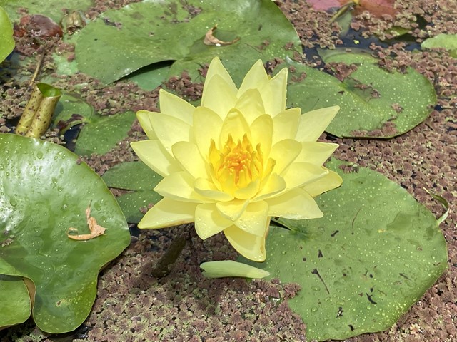 Blue Lotus Water Garden Yarra Junction