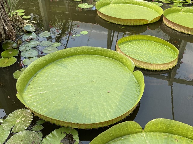 Blue Lotus Water Garden