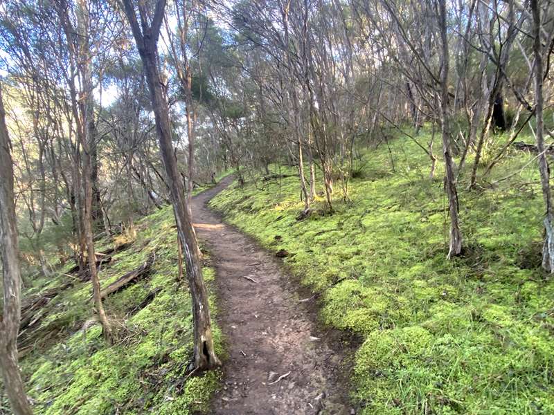Blue Tongue Bend Walk (Warrandyte North)