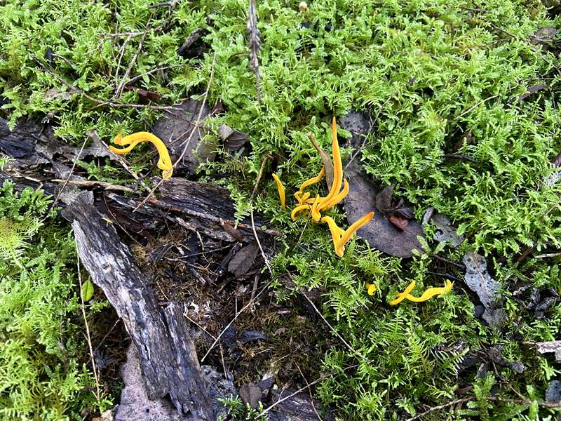 Blue Tongue Bend Walk (Warrandyte North)