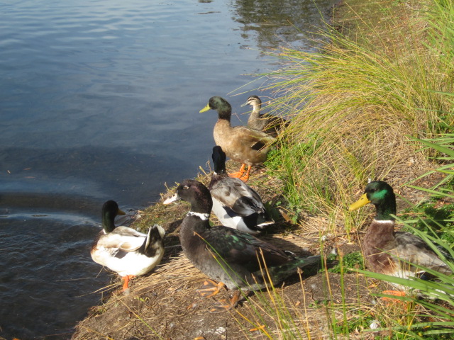 Blue Waters Lake Reserve (Ocean Grove)