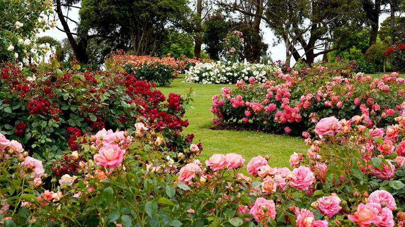 Bolwarra - Treloar Roses Display Garden