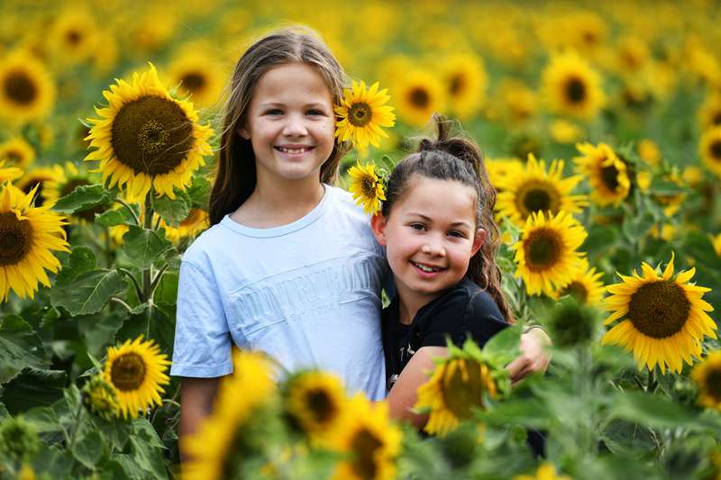 Bolwarrah - Spa Country Sunflowers