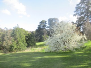 Boronia Grove Reserve Dog Off Leash Area (Doncaster East)