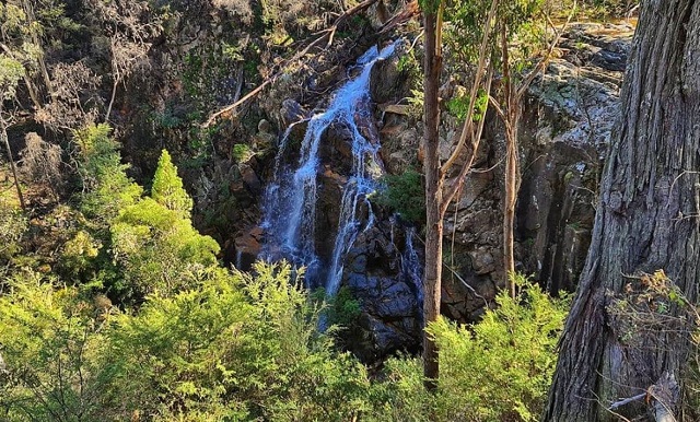 Buchan - W Tree Falls