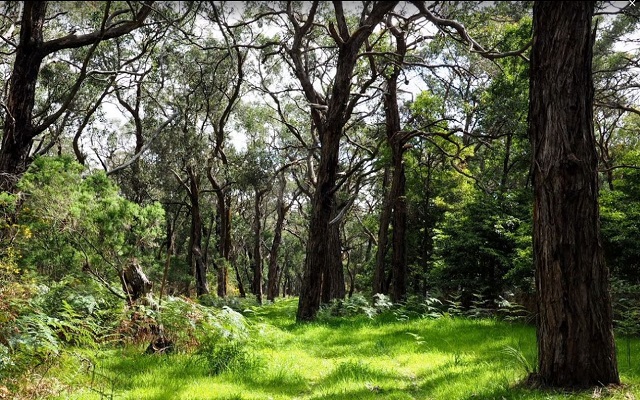 Buckley Nature Conservation Reserve (Balnarring)