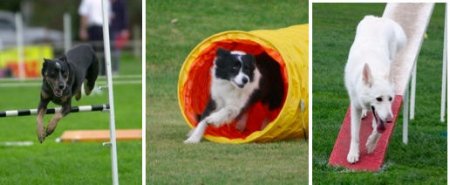 Bulla Agility Dogs