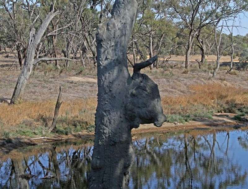 Donald - Bullocks Head