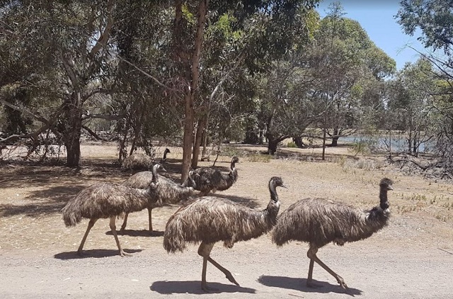 Bundoora Park Childrens Farm - Coopers Settlement (Bundoora)