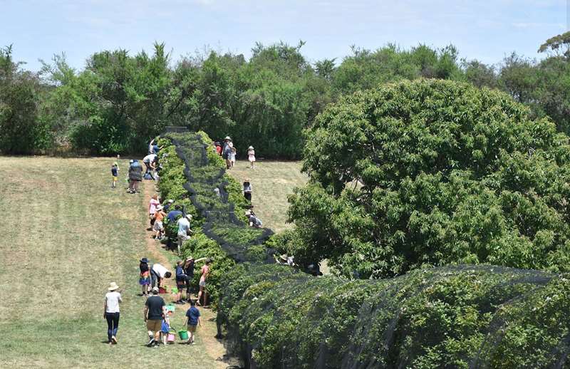 Buninyong Blueberry Farm