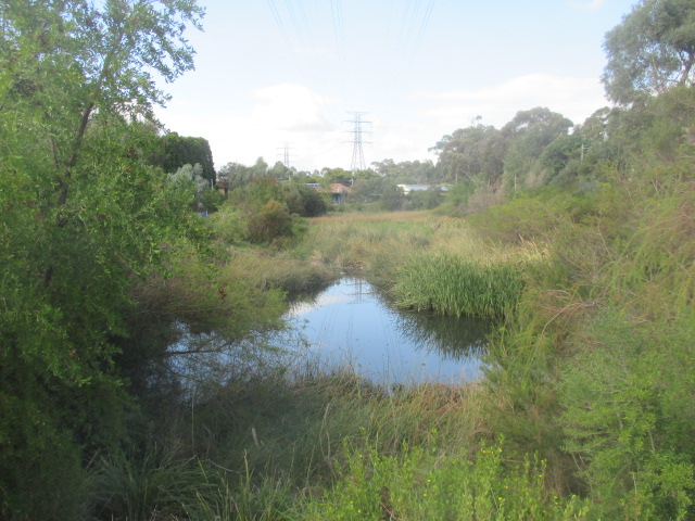 Burke Street South Wetlands (Glen Iris)