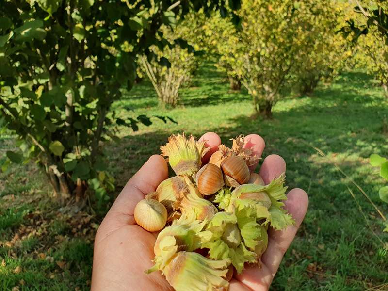 Burnarlook Llamas and Hazelnuts (Gembrook)