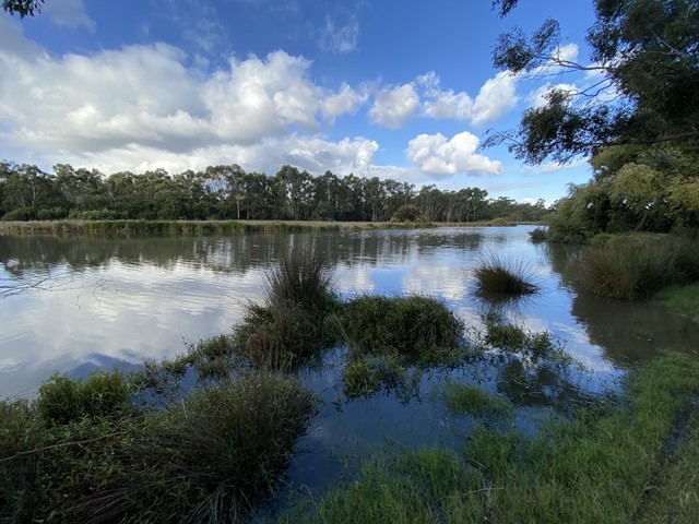 Bushy Park Wetlands (Glen Waverley)