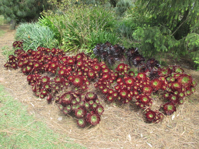 Camperdown Botanic Gardens