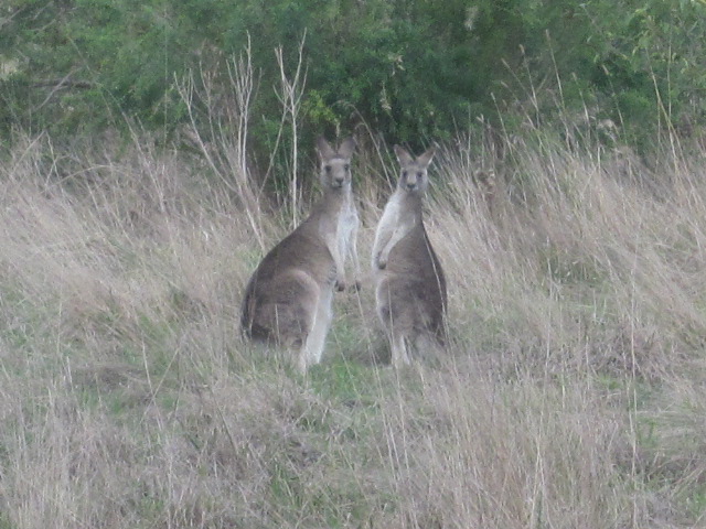 Candlebark Park (Templestowe)