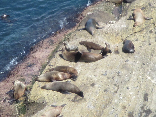 Cape Bridgewater Seal Colony Walk