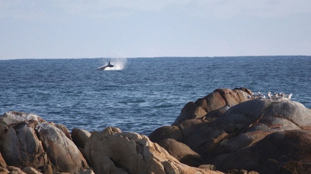 Cape Conran Coastal Park