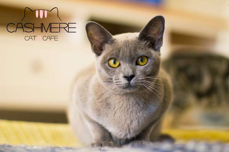 Cashmere Cat Cafe (Melbourne CBD)