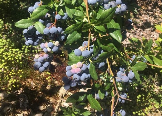 Castella Blueberry Farm (Castella)