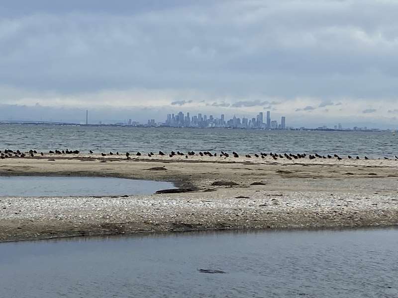 Cheetham Wetlands Tower Walk (Point Cook)