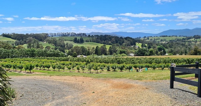 Cherry Haven (Wandin East)