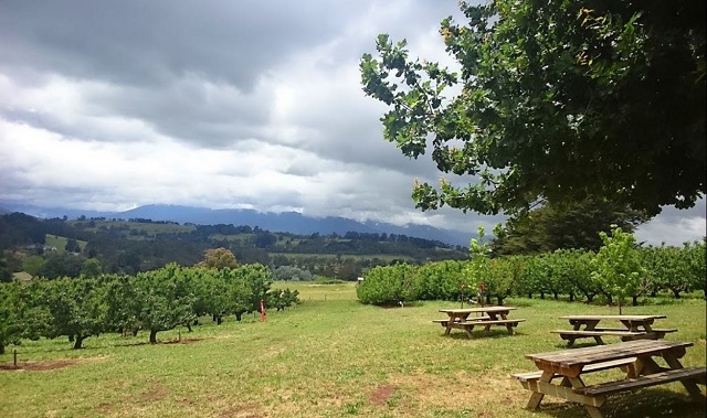 Cherryhill Orchards (Wandin East)