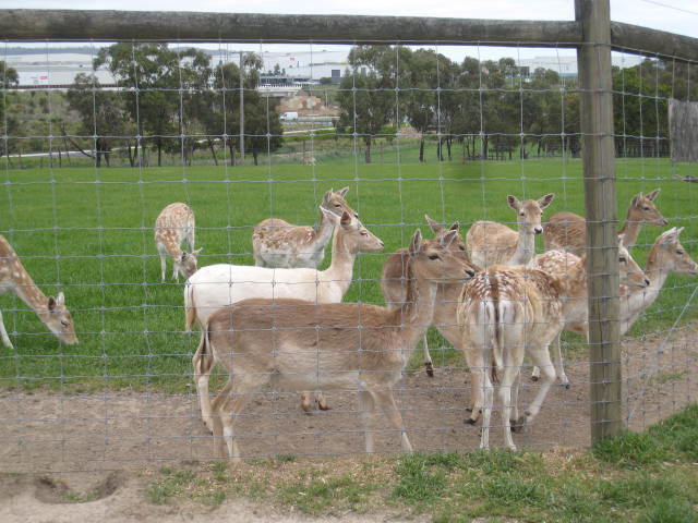 Chesterfield Farm (Scoresby)