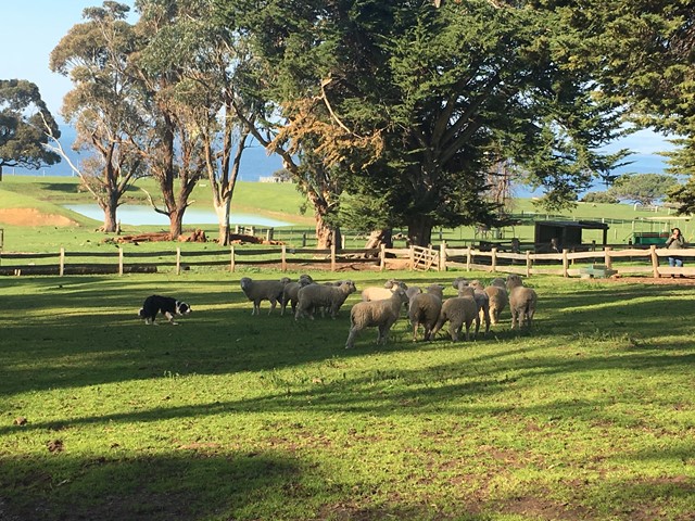 Churchill Island Heritage Farm (Phillip Island)