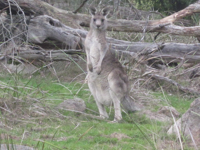 The Best Locations to Find Wild Kangaroos Around Melbourne