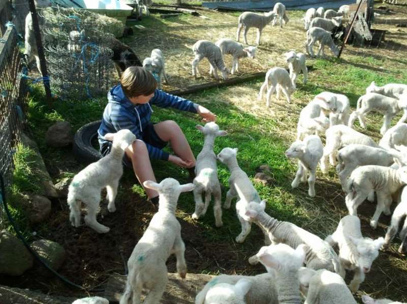 Clunes - Tinakori Animal Farm