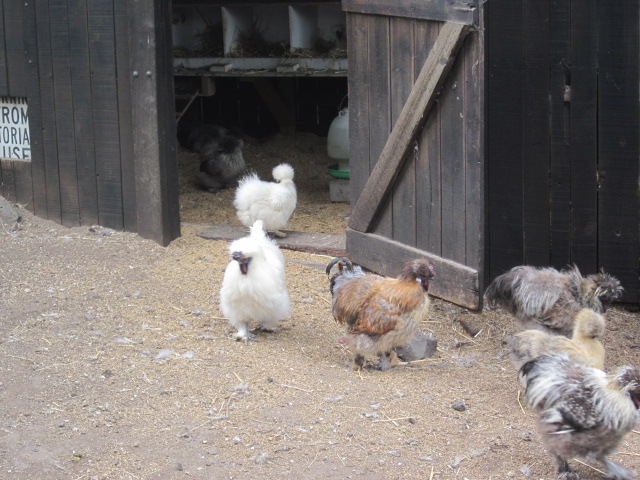 Collingwood Childrens Farm (Abbotsford)